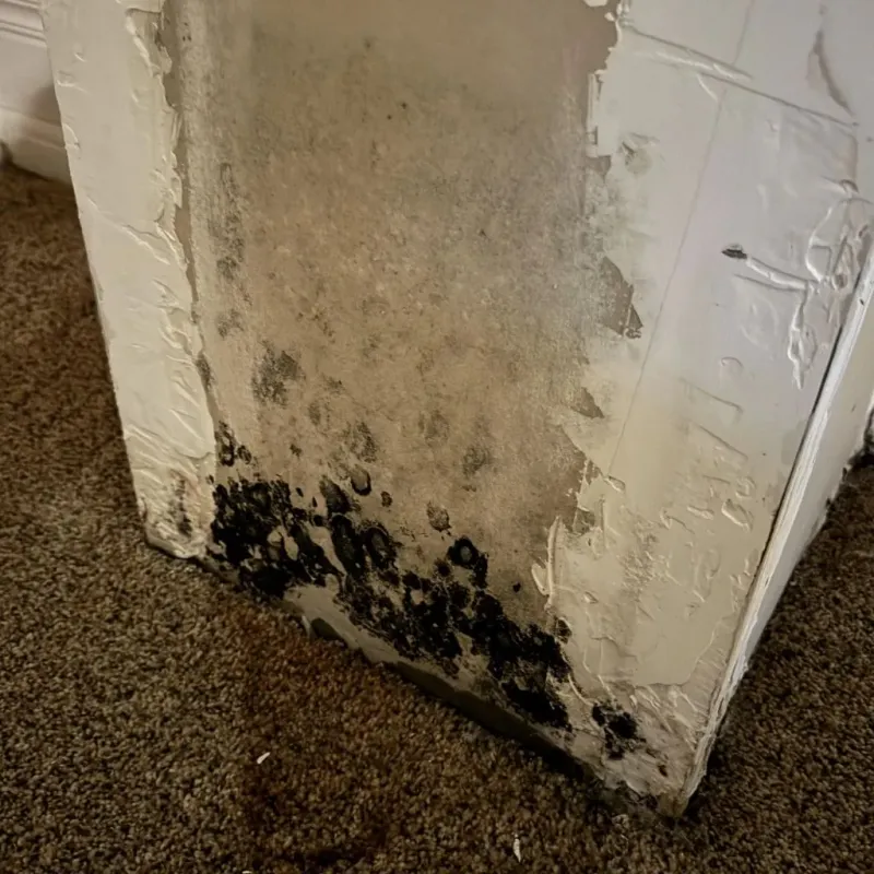 Professional Mold Removal in Pickens, SC